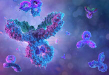 Cellule impiantabili producono anticorpi per mesi nei modelli preclinici