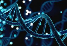 Meiosi: ai capi dei cromosomi agiscono più freni contro le rotture del DNA