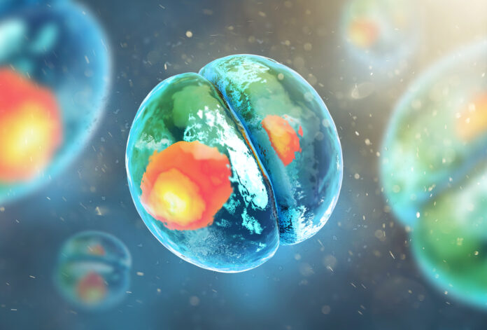 embryo