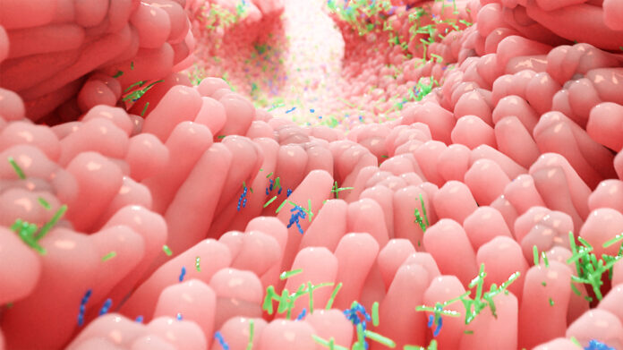 Human,Microbiota,In,Intestine