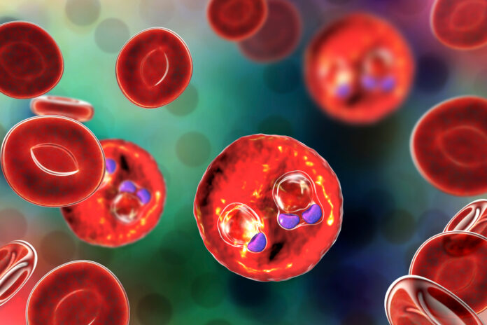 The,Malaria-infected,Red,Blood,Cells.,3d,Illustration,Showing,Ring-form,Trophozoites
