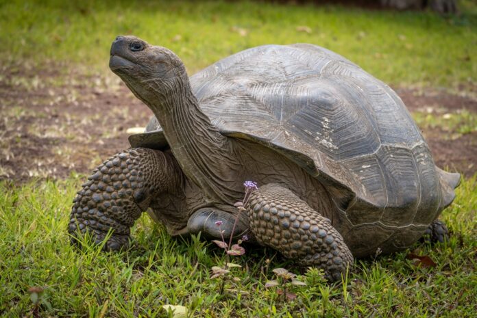 Close,Up,Of,A,Giant,Tortoise,On,The,Galapagos,Islands