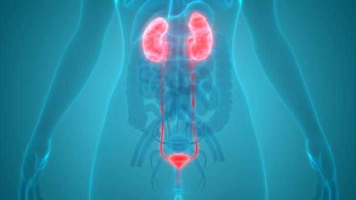 Human,Urinary,System,Kidneys,With,Bladder,Anatomy.,3d